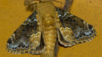 Itatiaia lepidoptera 14