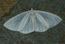 Itatiaia lepidoptera 16