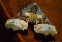 Itatiaia lepidoptera 18
