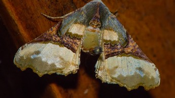 Itatiaia lepidoptera 18
