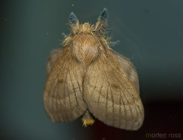 Itatiaia lepidoptera 19