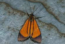 Itatiaia lepidoptera 20