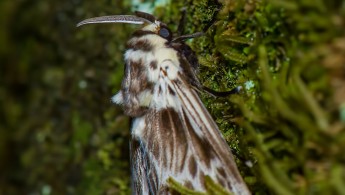 Itatiaia lepidoptera 22