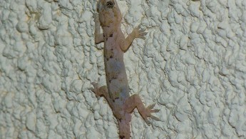 Itatiaia Gecko 02