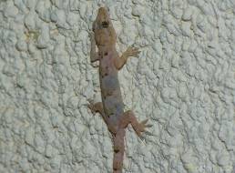 Itatiaia Gecko 02