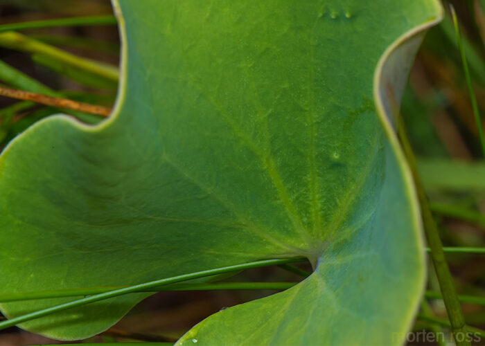 Bladderwort (Utricularia reniformis)