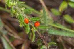 Galium humile