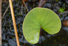 Bladderwort (Utricularia reniformis)