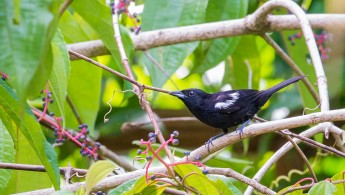 White-shouldered Tanager (Tachyphonus luctuosus)