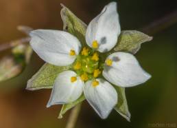 Vårbendel (Spergula morisonii)