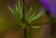 Vårbendel (Spergula morisonii)