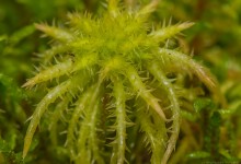 Spriketorvmose (Sphagnum squarrosum)