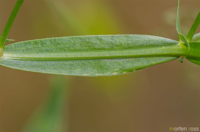 Skogflatbelg (Lathyrus sylvestris)