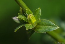 Sikori (Cichorium intybus)