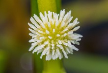 Nøstepiggknopp (Sparganium glomeratum)