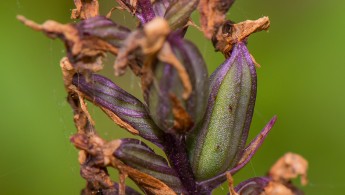 Flekkmarihånd (Dactylorhiza maculata)