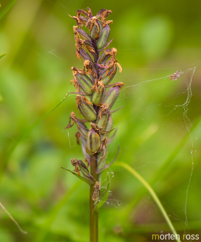 Flekkmarihånd  (Dactylorhiza maculata)
