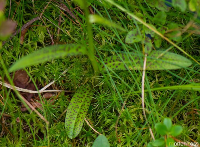 Flekkmarihånd (Dactylorhiza maculata)