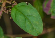 Frømelde (Chenopodium polyspermum)
