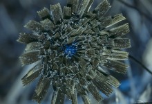 Hårsveve (Hieracium pilosella) UV