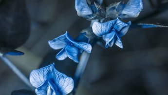 Gjerdevikke (Vicia sepium) UV