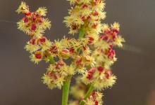 Smalsyre (Rumex acetosella ssp tenuifolius)