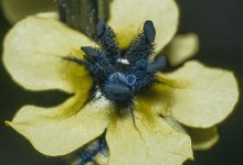 Mørkkongslys (Verbascum nigrum) UV