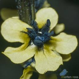 Mørkkongslys (Verbascum nigrum) UV