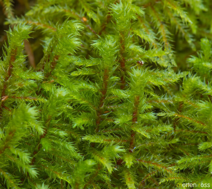 Storkransmose | Big shaggy-moss (Rhytidiadelphus triquetrus)