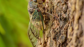 Pantanal Cicada 01