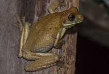Veined treefrog (Trachycephalus venulosus)