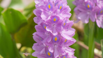 Water Hyacinth (Eichhornia crassipes)