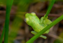 Polka-dot Treefrog (Hypsiboas punctatus)