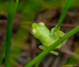 Polka-dot Treefrog (Hypsiboas punctatus)