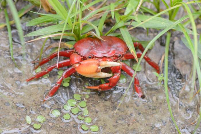 South American Freshwater crab (Dilocarcinus pagei)