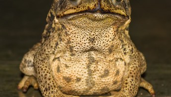 Pantanal toad 01