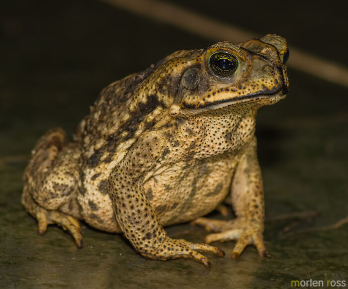 Cururu Toad (Rhinella diptycha)