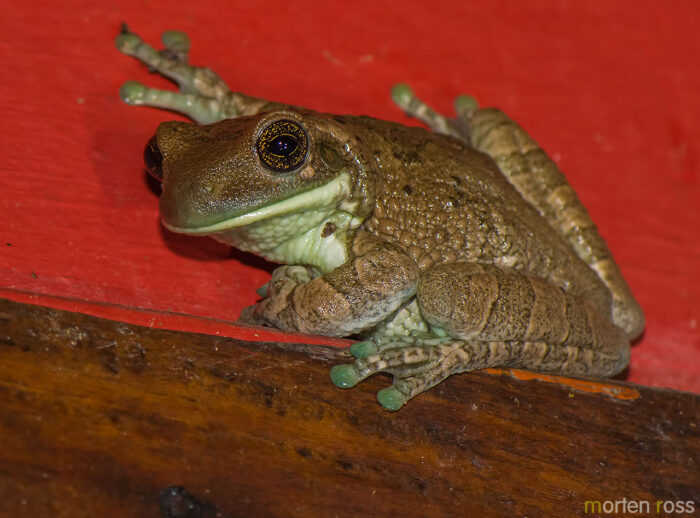 Veined treefrog (Trachycephalus venulosus)