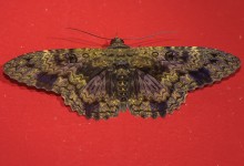 Pantanal lepidoptera 02