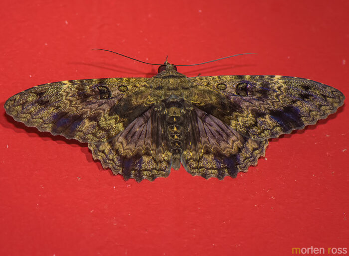 Pantanal lepidoptera 02