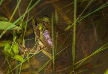 Paraguayan swimming frog (Pseudis platensis)