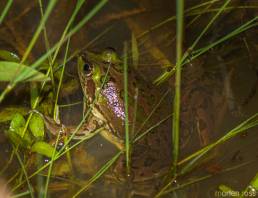Paraguayan swimming frog (Pseudis platensis)