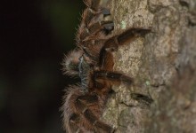 Tarantula (Lasiodora sp)