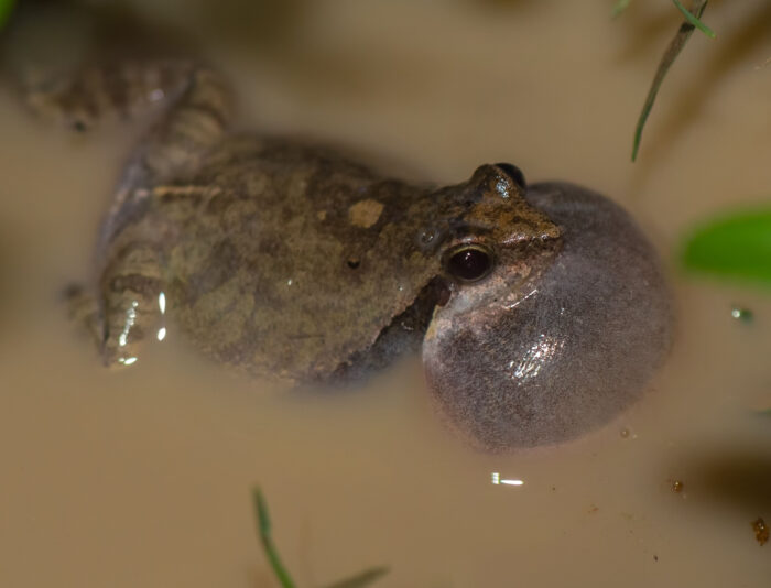 Whistling frog (Physalaemus albonotatus)