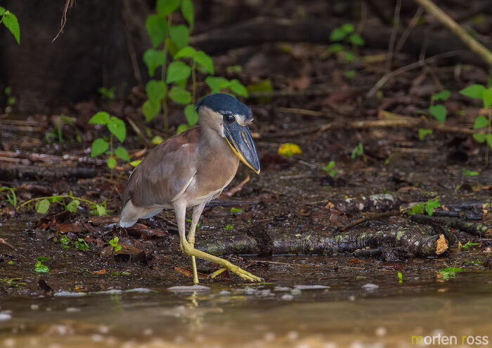 Boat-billed Heron (Cochlearius cochlearius)