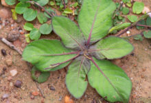 Ruellia hygrophila