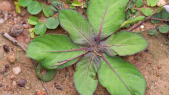 Ruellia hygrophila