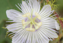 Stinking passionflower (Passiflora foetida)