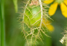 Stinking passionflower (Passiflora foetida)