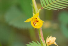 Pantanal plant 48 (Chamaecrista sp)